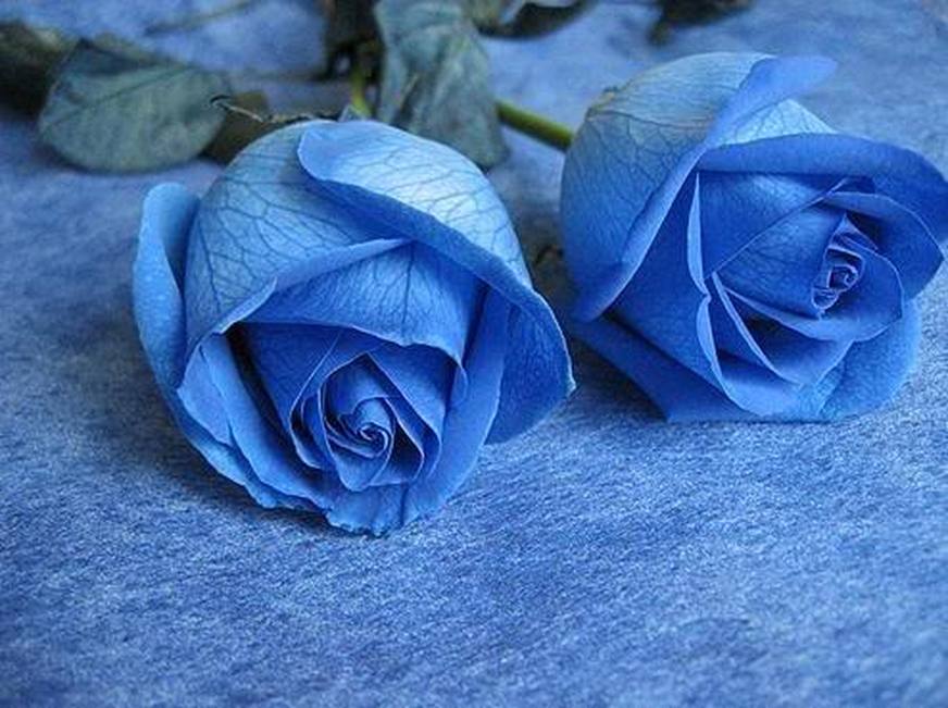 Trandafir albastru 4545426
